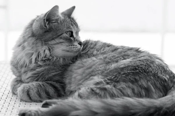 Sibirya cinsinden sevimli gümüş bir kedi beyaz bir kanepede yatıyor. — Stok fotoğraf