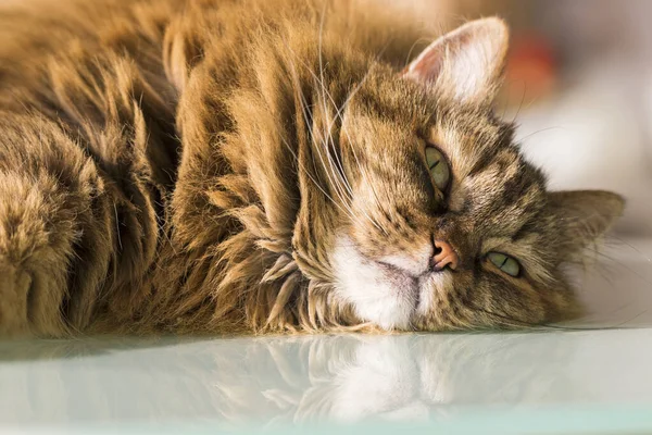 Очаровательный длинноволосый кот с каштановыми волосами, сибирская порода — стоковое фото