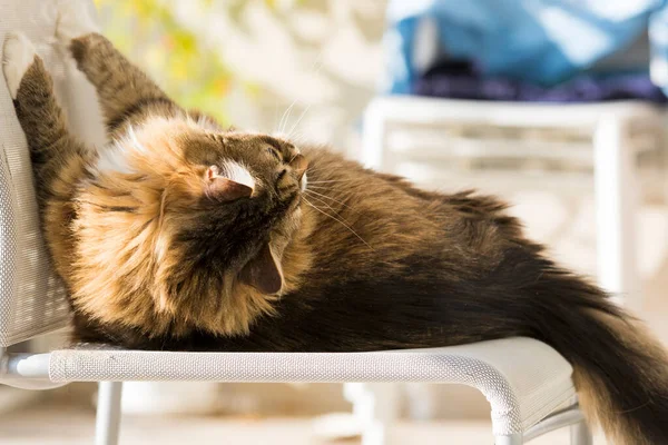 Entzückende braune gestromte Katze mit langen Haaren in einer merkwürdigen Position — Stockfoto