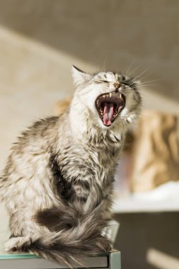 Güzel gümüş kedi esneme zamanlarında