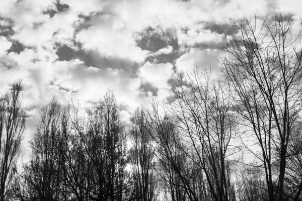 Cielo nuvoloso in inverno tra gli alberi — Foto Stock