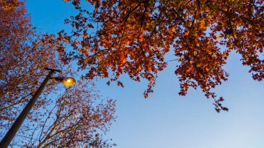 Parkta sonbahar ağaçları ve sokak lambası