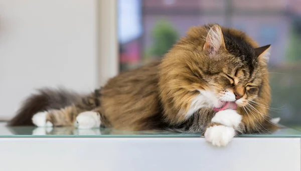Cute kotka z brązowymi i białymi włosami w czasie relaksu, czas czyszczenia — Zdjęcie stockowe