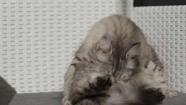 Pretty silver cat licks the hair on a garden chair — Stock Video