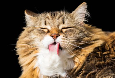 Güzel kahverengi kedi siyah arka planda patisini yalıyor.