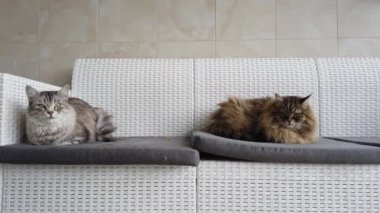Kanepede yatan iki uzun saçlı kedi, Sibirya cinsi.