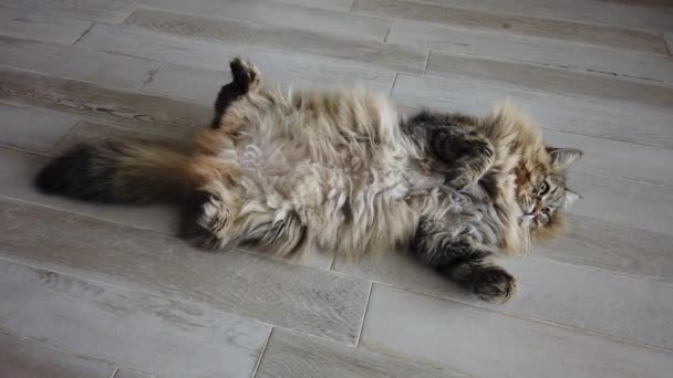 Vicces hosszú hajú macska feküdt a földön, szibériai fajta — Stock videók