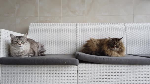 Zwei langhaarige Katzen auf dem Sofa liegend, sibirische Rasse — Stockvideo