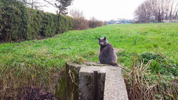 Bedårande blå katt sitter i koppla av på ett fält — Stockfoto