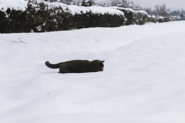 Frumoasă Pisică Blană Într Fermă Înzăpezită Culoare Albastră — Fotografie, imagine de stoc