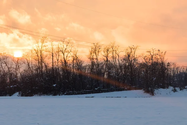 Sole Attraverso Gli Alberi Sul Campo Inverno — Foto Stock