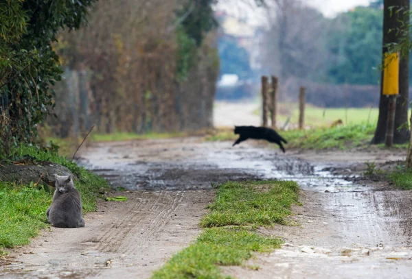 Симпатичні синьо-чорні коти відпочивають на заміській дорозі — стокове фото