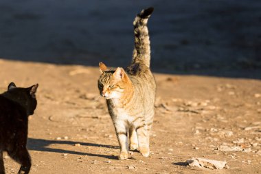Şirin kahverengi tekir kedi çiftlikte bir kara kediyle tanışır.