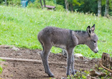 Şirin bebek eşek çiftlikte rahatlıyor.