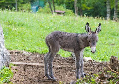 Şirin bebek eşek çiftlikte rahatlıyor.