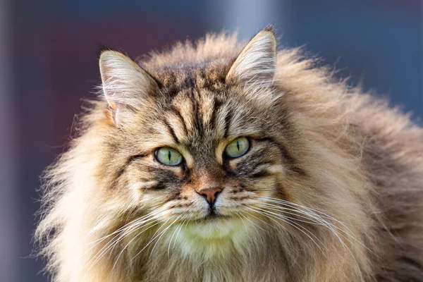 정원에서 머리가 긴 사랑 스러운 고양이, 시 베리아 순종 애완 동물 — 스톡 사진