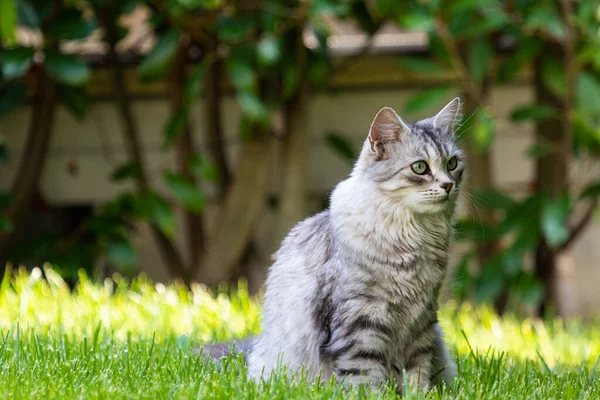 Rozkošná dlouhosrstá kočka v zahradě, sibiřská čistokrevná stříbrná verze — Stock fotografie