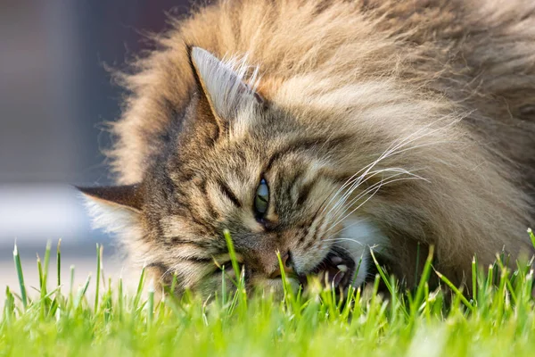 Adorable chat aux cheveux longs dans un jardin, animal de compagnie sibérien de race pure — Photo