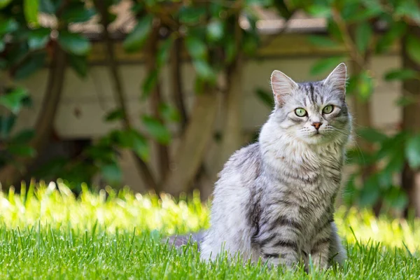 Bedårande långhårig katt i en trädgård, sibirisk renrasig silverversion — Stockfoto