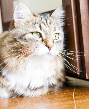 Sibirya doğurmak, fenale kahverengi kedi