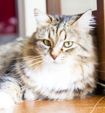 Sibirya doğurmak, fenale kahverengi kedi