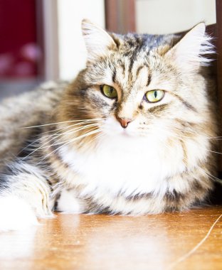 Sibirya doğurmak, fenale kahverengi kedi
