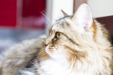 Sibirya doğurmak, fenale kahverengi kedi