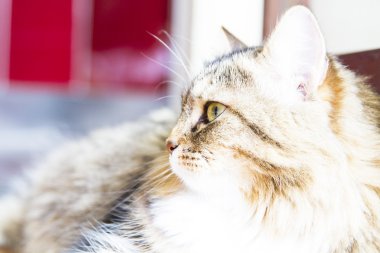 Sibirya doğurmak, fenale kahverengi kedi
