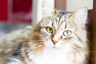 Sibirya doğurmak, fenale kahverengi kedi