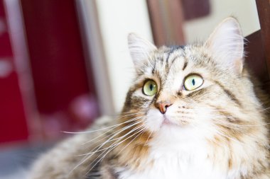 Sibirya doğurmak, fenale kahverengi kedi