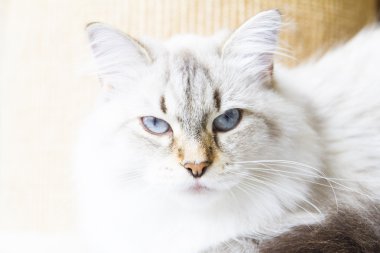 Sibirya doğurmak beyaz kedi