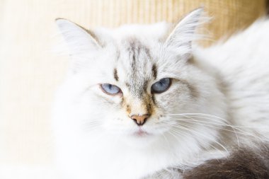 Sibirya doğurmak beyaz kedi