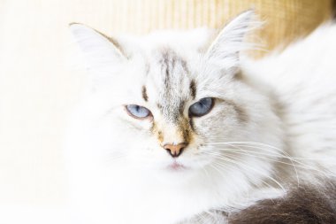 Sibirya doğurmak beyaz kedi