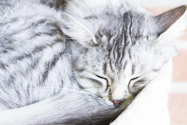 Gato plateado de raza siberiana, hembra — Foto de Stock