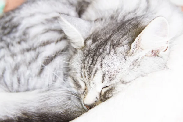 Ezüst macska-szibériai fajta, női — Stock Fotó