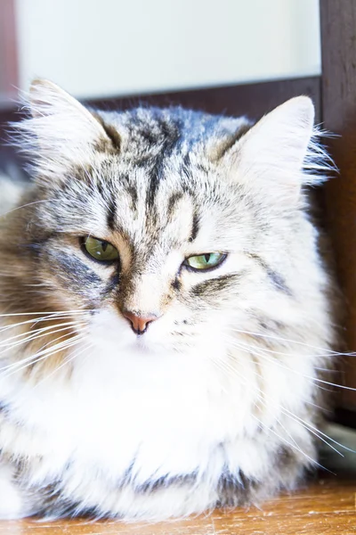 Hnědá kočka plemene sibiřský, fenale — Stock fotografie