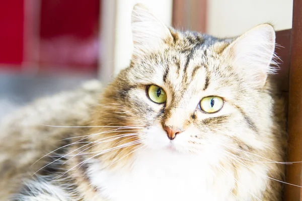 Brown cat of siberian breed,fenale — Stock Photo, Image