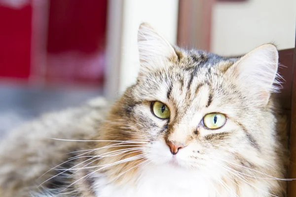 Gatto bruno di razza siberiana, fenale — Foto Stock