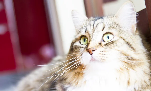 Brown cat of siberian breed,fenale — Stock Photo, Image