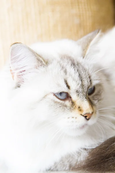 Gato branco da raça siberiana — Fotografia de Stock