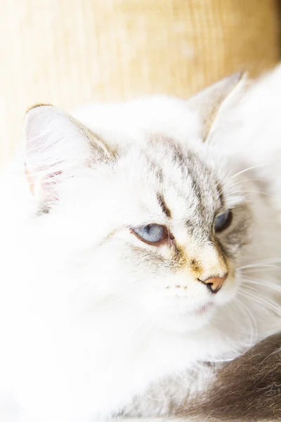 White cat of siberian breed — Stock Photo, Image