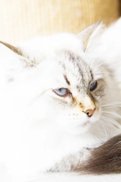 Gato branco da raça siberiana — Fotografia de Stock