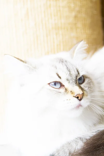 시베리아 품종의 흰 고양이 — 스톡 사진