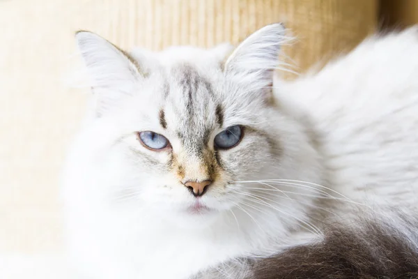 White cat of siberian breed — Stock Photo, Image