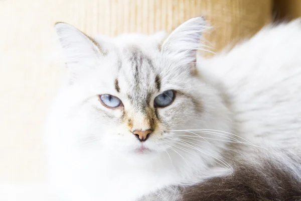 Chat blanc de race sibérienne — Photo