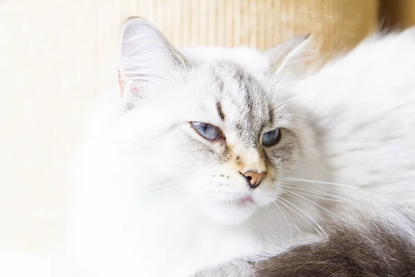 Gato branco da raça siberiana — Fotografia de Stock