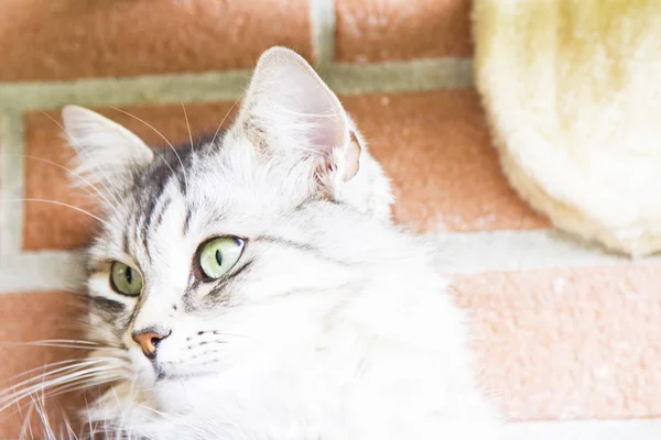 Silver cat of siberian breed, female — Stock Photo, Image