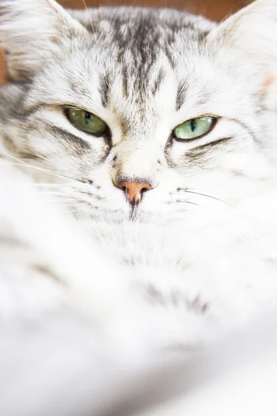 Silberne Katze sibirischer Rasse, Hündin — Stockfoto