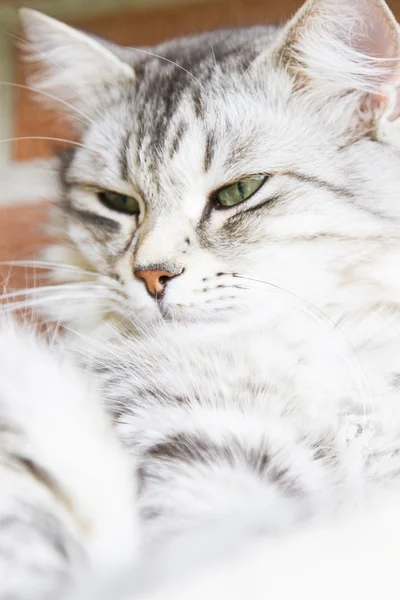 Zilver kat van Siberische ras, vrouwelijke — Stockfoto