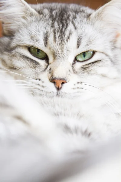 Srebrny kot syberyjski rasa, samica — Zdjęcie stockowe